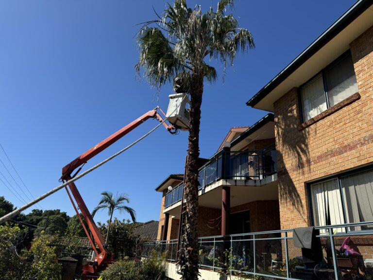 using a lift to cut trim a tall tree